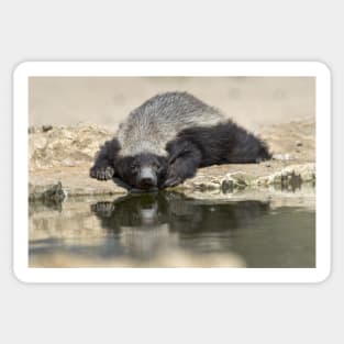 Resting Honey Badger (C019/4317) Sticker